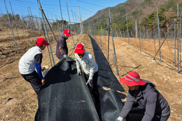 영양군 입암면 대천리에 위치한 김진탁씨의 과수농장에서 외국인 계절근로자들과 김진탁씨가 함께 작업을 진행하고 있다. <정운홍기자>