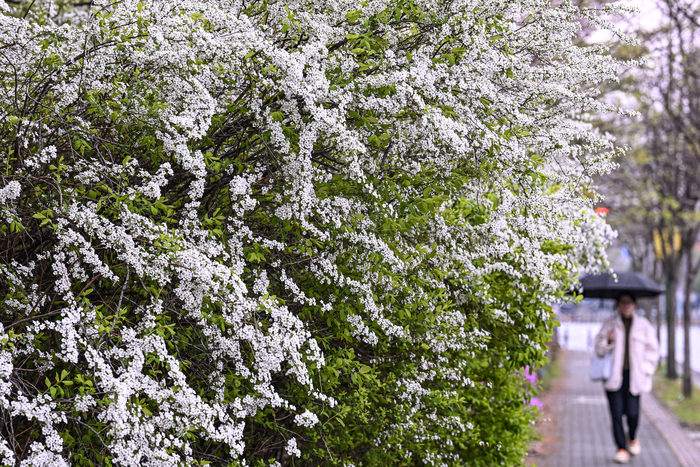 봄비가 내린 9일 대구 동구 율하동에서 만개한 조팝나무 앞을 우산을 쓴 시민이 지나가고 있다. 대구지방기상청은 10일 오전 비가 그친 뒤 대체로 구름 많은 날씨가 이어질 것으로 예보했다.
이현덕기자 lhd@yeongnam.com 