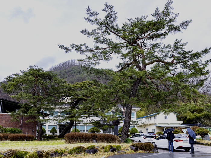 증산면 주민복지센터를 배경으로 서 있는 소나무 세 그루. 이 소나무들은 수백 년간 쌍계사를 지켜봤다. <박광제 시진작가 제공>