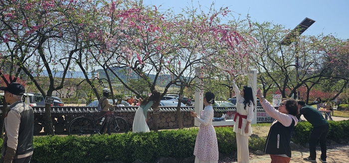 활짝 만개한 꽃나무 아래에 도진리를 찾은 관광객들이 연신 카메라 셔트를 누르고 있다. <석현철 기자>