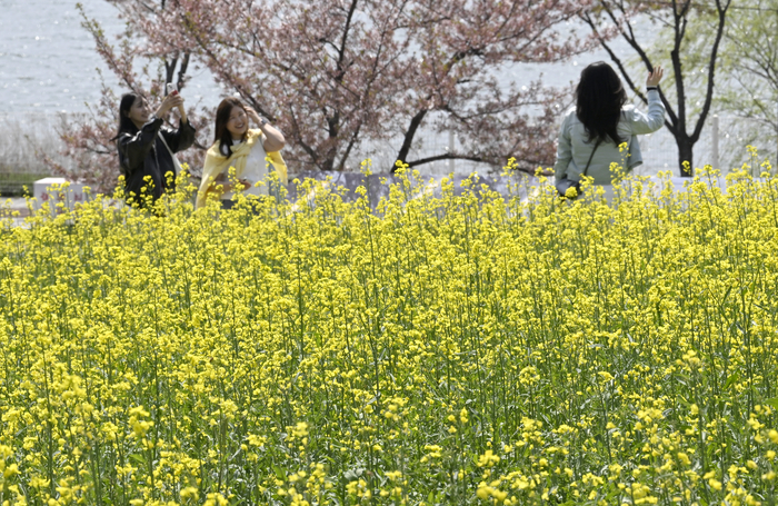 [포토뉴스] 만개한 갓꽃 배경으로 기념촬영하는 시민들
