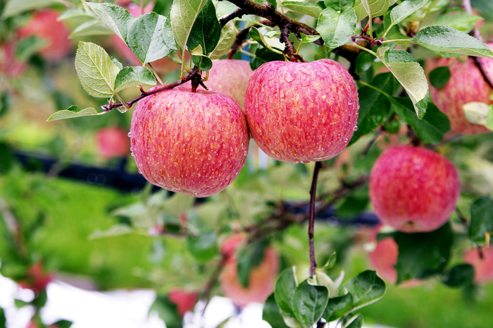 청송사과는 지난해까지 13년 연속 대한민국 대표브랜드 대상을 수상했다. 사과하면 청송, 청송하면 사과가 떠오를 정도다. 과육이 매우 단단하고 아삭한 식감이 특징이다. 청송군은 사과로 새로운 가공품 개발 등 부가가치 창출에도 최선을 다하고 있다. <청송농업기술센터 제공>