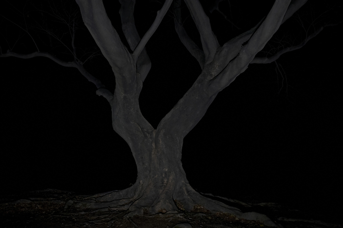 정령의 숲4-1 105x146㎝, Archival Pigment Print, 2013