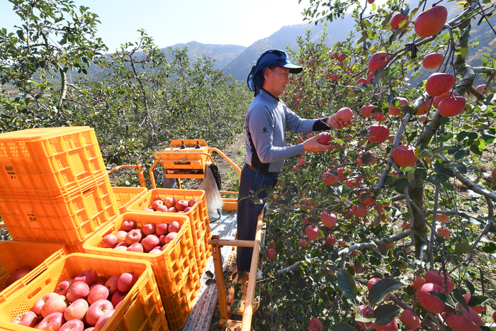 청송의 대표아이콘인 사과는 가공품으로도 재탄생한다. 사과김, 화장품, 조청 등으로 다양하게 가공돼 생산소득뿐 아니라 부가가치 창출에도 일조한다.
박관영기자 zone5@yeongnam.com