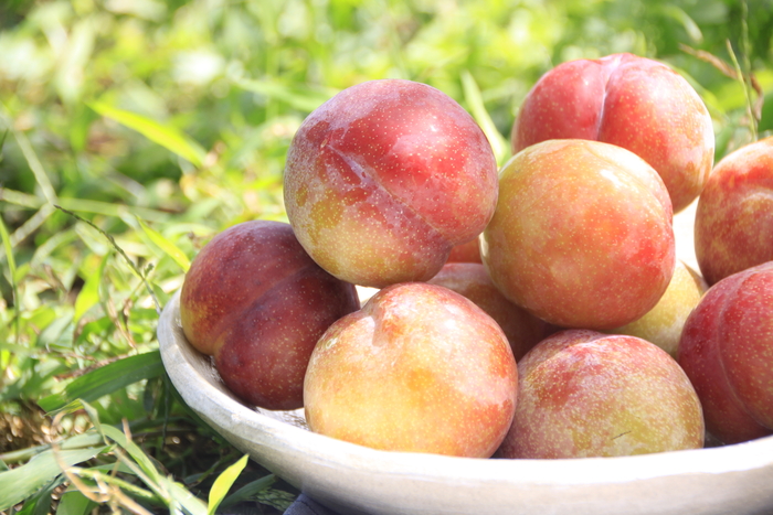 청송 추희 자두는 당도가 높고 과육이 단단해 소비자들의 호평을 듣고 있다. <청송농업기술센터 제공>