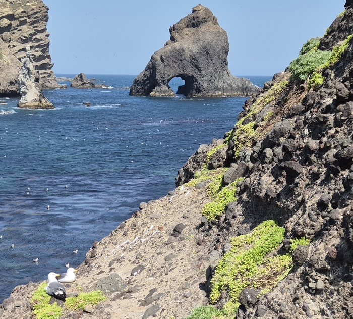 섬기린초 군락을 이뤘던 독도 해안가가 지금은 띄엄띄엄 명맥만 유지하고 있다. <홍준기 기자>