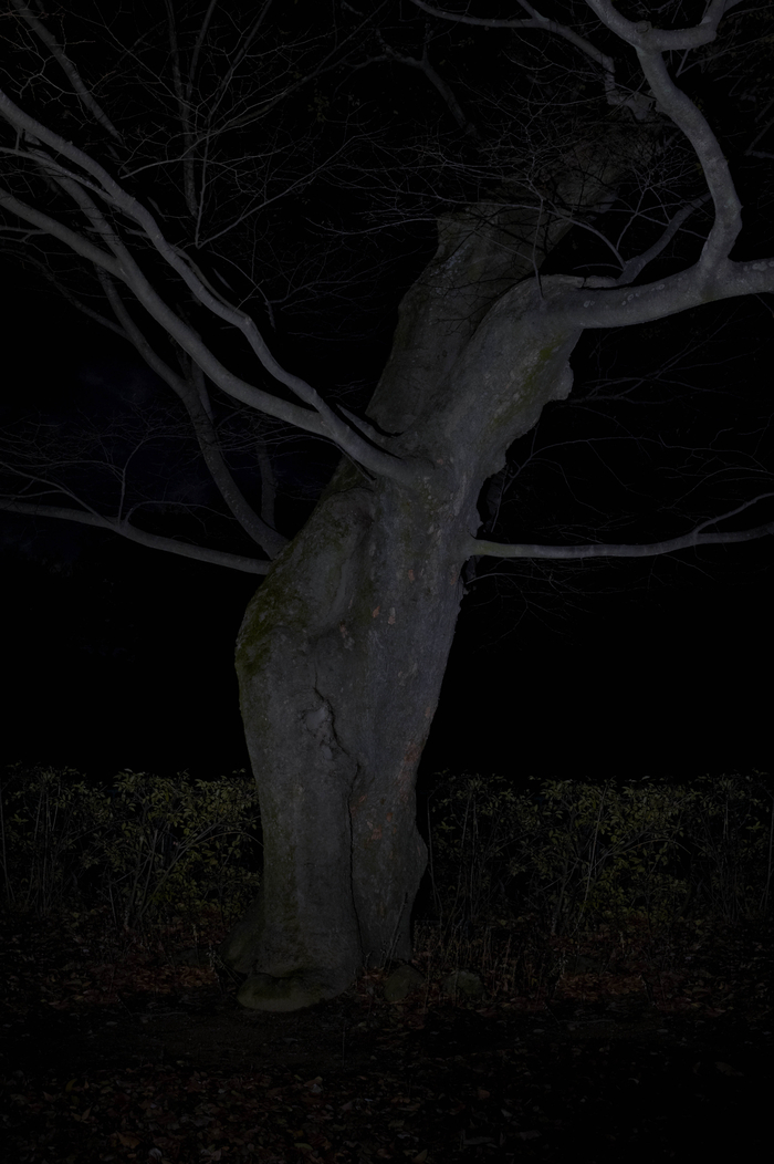 정령의 숲2 78x55㎝, Archival Pigment Print, 2013