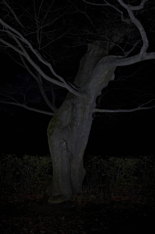 정령의 숲2 78x55㎝, Archival Pigment Print, 2013