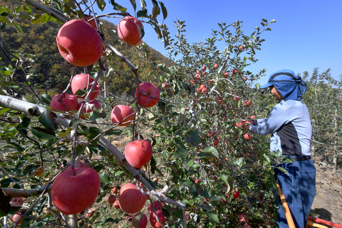 청송사과는 청송군 전체 농업생산액의 75%를 차지하며 지역 경제를 견인하고 있다. 이와 함께 매년 가을 용전천 현비암 일원에서 펼쳐지는 청송사과축제도 대한민국의 대표적인 가을 축제로 위상을 굳혔다. 사진은 사과농장에서 사과를 수확하는 모습.  박관영기자 zone5@yeongnam.com