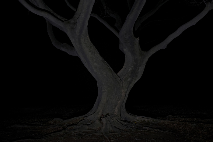 정령의 숲4-3, 55x78㎝, Archival Pigment Print, 2013