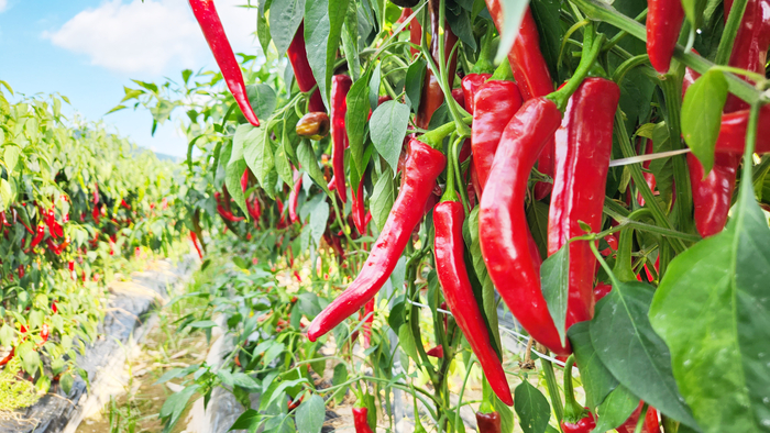 청송고추는 육질이 두껍고, 매운맛이 깔끔하며 영양가가 높은 고품질 고추다. 특히 비타민 C와 식이섬유가 풍부하고 색이 고우며, 껍질이 두꺼워 고춧가루로 가공했을 때 양이 많고 향이 뛰어난 것이 특징이다. <청송농업기술센터 제공>