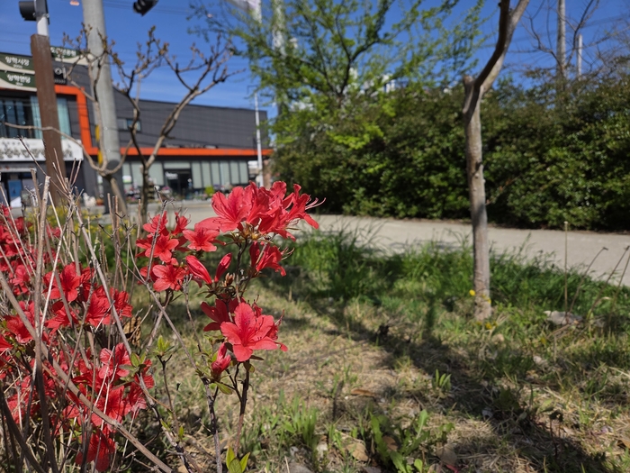 4월을 맞아 봄꽃으로 가득찬 철길숲의 모습. <전준혁기자>