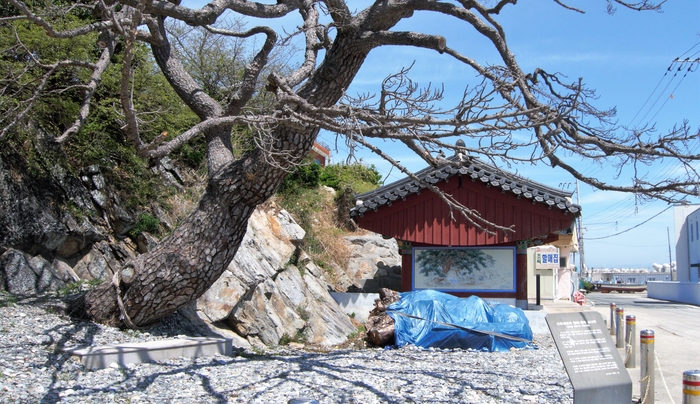 가곡 제당과 400년 된 곰솔 당목. 해마다 음력 6월 1일에 동제를 지낸다. 고사하여 베어진 할매 소나무가 푸른 천에 덮여 있다.