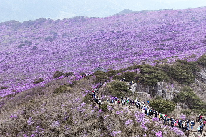 19일 대구 달성군 비슬산 참꽃 군락지에서 등산객들이 능선을 따라 이어진 탐방로를 걸으며 만개한 진분홍빛 참꽃을 감상하고 있다. 해발 1천m 고지대에 펼쳐진 약 99만㎡ 규모의 참꽃 군락지가 모처럼 냉해 피해 없이 절정을 이루면서 제30회 비슬산 참꽃문화제가 열린 17일부터 19일까지 나들이객들의 발길이 이어졌다.
이현덕기자 lhd@yeongnam.com
