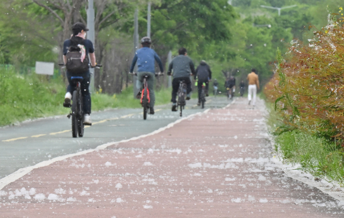 꽃가루가 많이 날린 휴일인 19일 오후 시민들이 대구 북구 금호강 하중도 옆 자전거길에서 라이딩을 즐기고 있다. 
꽃가루는 알레르기 비염과 결막염 등 일으키는 원인으로 알려져 있다. 국립기상과학원은 
나무의 경우 4~6월 초순(제주는 2~4월 초순)에 대부분 날리며, 풀의 경우 8월 중순부터 10월 초순까지 날린다며 주의를 당부하고 있다.
이지용기자 sajahu@yeongnam.com