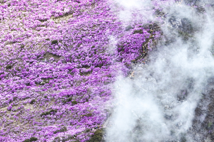 19일 대구 달성군 비슬산 참꽃 군락지에서 등산객들이 능선을 따라 이어진 탐방로를 걸으며 만개한 진분홍빛 참꽃을 감상하고 있다. 해발 1천m 고지대에 펼쳐진 약 99만㎡ 규모의 참꽃 군락지가 모처럼 냉해 피해 없이 절정을 이루면서 제30회 비슬산 참꽃문화제가 열린 17일부터 19일까지 나들이객들의 발길이 이어졌다.
이현덕기자 lhd@yeongnam.com