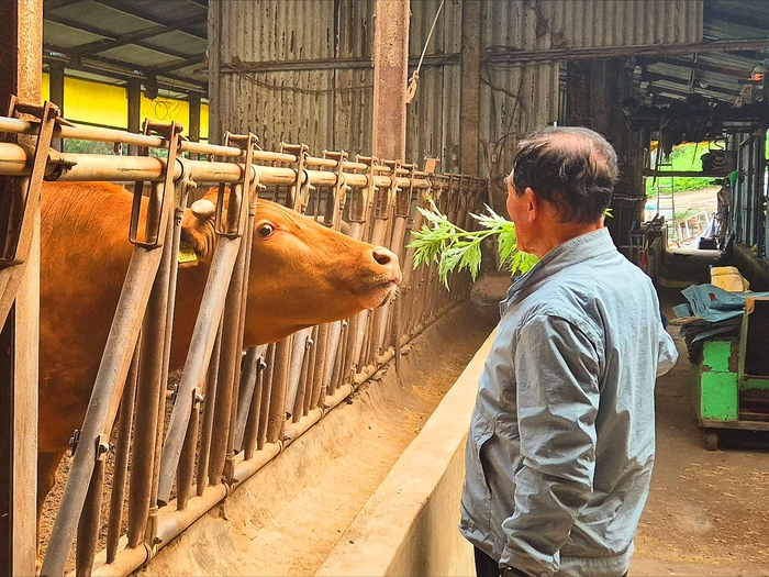경북 울릉군 울릉읍 사동2리 박용수(83) 이장. 홍준기 기자