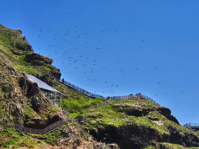  “바람 위를 나는 섬…독도 새들이 다시 쓴 생태 지도”
