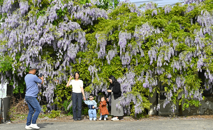23일 오후 대구 동구 대백마트 물류센터에 연보라색 등나무꽃이 흐드러지게 피어 폭포를 연상케하고 있다.  시민들이 등나무꽃을 배경으로 기념촬영하며 봄의 정취를 만끽하고 있다.
이윤호기자 yoonhohi@yeongnam.com
