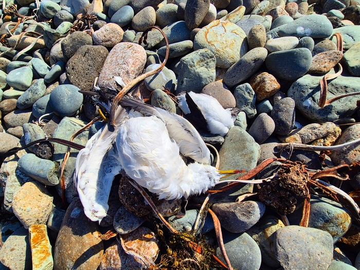 독도 해안가에 방치된 갈매기 사체. 홍준기 기자