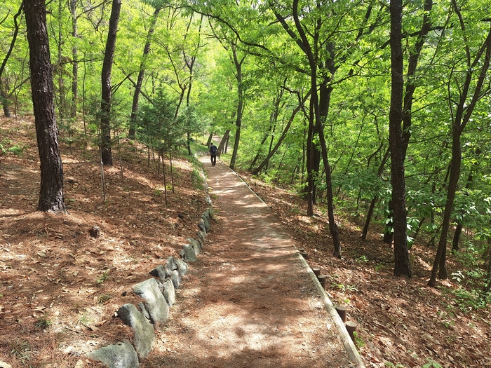 23일 신록이 우거진 대구 달서구 와룡산 자락길의 흙길 산책로. 켜켜이 쌓인 솔잎과 부드러운 흙이 발끝에 전해지는 폭신한 질감을 선사하며, 도심과 맞닿아 있으면서도 깊은 산속에 온 듯한 고요한 정취를 풍긴다. 강승규 기자