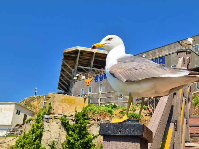 독도에 서식하는 괭이 갈매기가 사람이 가까이 가서 촬영하는데도 날아가지 않고 있다. 홍준기 기자