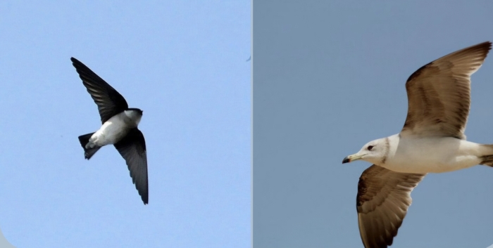 독도 바다제비(좌), 독도 슴새(우)