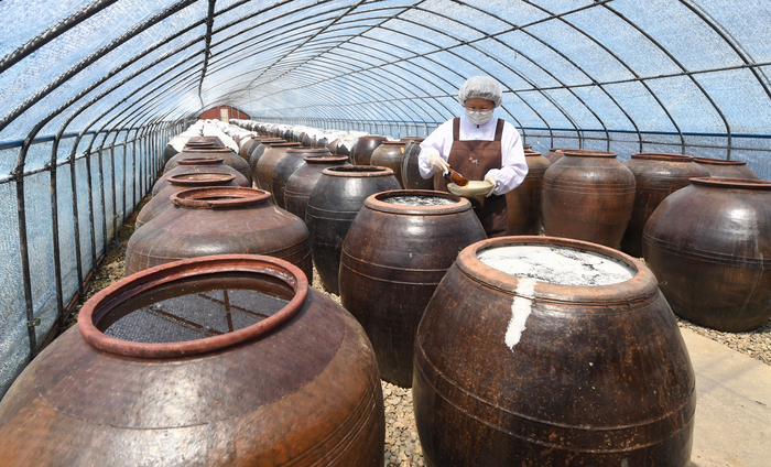한국맥꾸룸은 지난해 청송농업기술센터, 국립경국대와 풋사과소금 기술이전협약식을 맺었다. 1989년 24개의 항아리로 시작된 사업은 3천개까지 늘었다. 현재는 대한민국식품명인 성명례 명인으로부터 딸인 권혜나 전수자로 맥을 잇고 있다. 풋사과소금 기술이전 기업으로 선정된 한국맥꾸룸의 장항아리들의 모습.