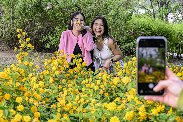 황사가 걷친 23일 대구 동구 동촌유원지에서 태국인 관광객들이 만개한 겹황매화 앞에서 기념사진을 찍으며 봄 정취를 즐기고 있다. 대구지방기상청은 주말까지 맑고 포근한 날씨가 이어질 것으로 예보했다.
이현덕기자 lhd@yeongnam.com 