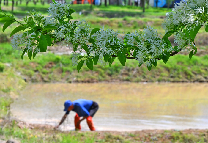 [포토뉴스] 대구 교항리 이팝나무 꽃송이처럼 풍년이 되기를