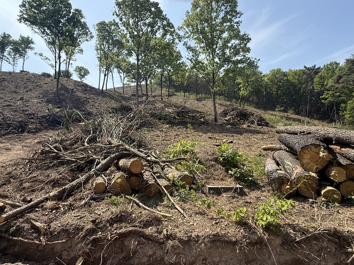 27일 오전 찾은 대구 북구 함지산 산불 피해지에서 위험목 제거 작업이 진행되고 있다. 구경모기자