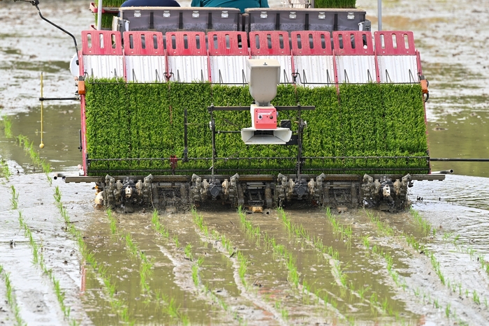 이앙기가 논에 모를 심고 있다. <영주시 제공>