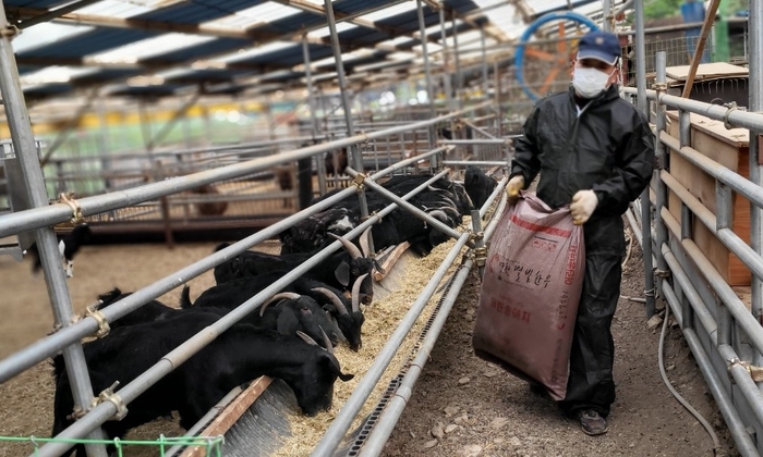 제갈 민호 회장이 영천 염소 농장에서 사료를 주고 있다.<유시용 기자>