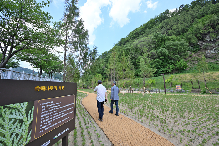 천년기념물인 대구 도동 축백나무 숲 부근에 조성된 측백나무 공원.
이지용기자 sajahu@yeongnam.com
