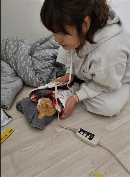 독케어 회원이 아픈 고양이를 지극정성으로  돌봐주고 있다. <독 케어 제공>