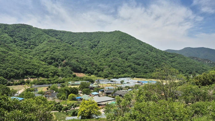 문복산과 백운산 자락에 둘러싸인 경주시 산내면 대현2리 시다마을 전경. 높은 산이 병풍처럼 마을을 감싸고 있어 바깥에서는 안쪽 풍경이 쉽게 보이지 않는 깊은 골짜기 자연마을이다. <장성재 기자>