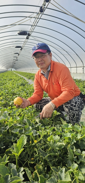 22일 김경민 죽관마을 이장이 참외밭에서 참외를 살펴보고 있다. <석현철 기자>