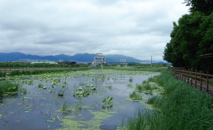 점새늪은 안심연꽃단지 안에 위치한 자연늪으로 2017년 생태공원으로 재탄생했다. 공원에는 홍련과 백련 등이 식재되어 있고 산책로, 전망대, 정자, 조명 등이 조성되어 있다.