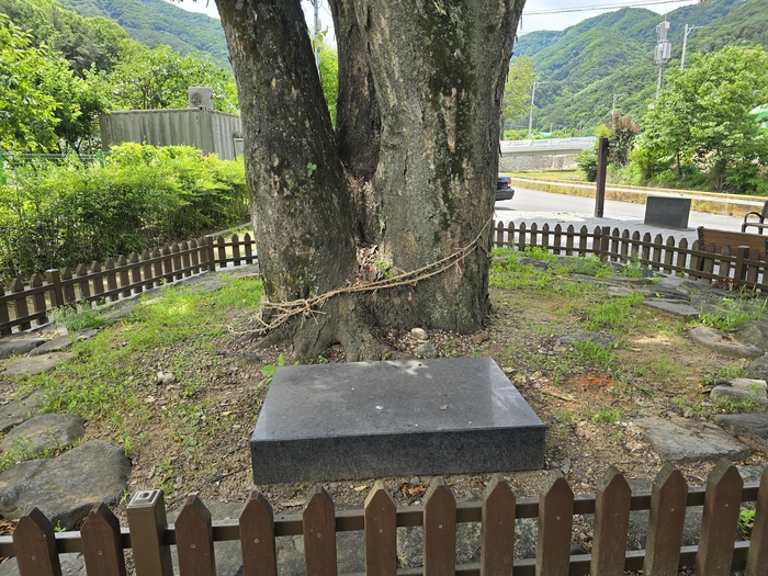 대구 달서구 도원동 수밭골 느티나무 앞에 금줄과 제단이 설치돼 있다. 마을 주민들은 정월대보름에 이곳에서 동제를 지낸다. 김현목 기자