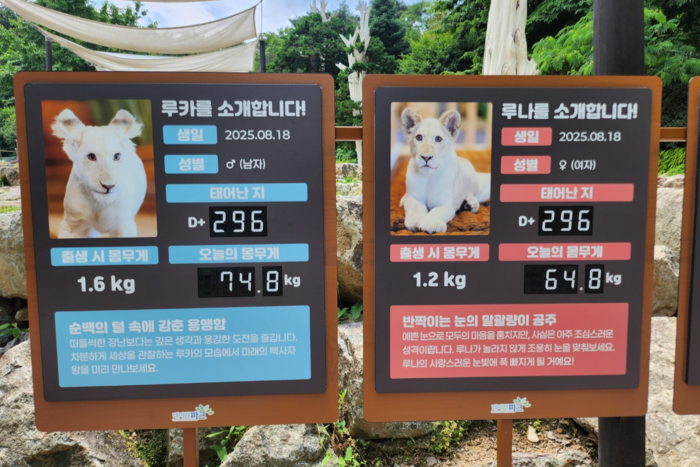 지난해 8월 태어난 백사자 남매는 이달 18일이면 생후 10개월이 된다. 이지영 기자
