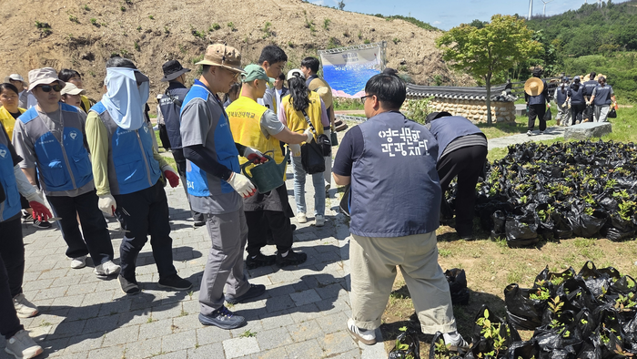 영덕 별파랑공원에서 영덕문화관광재단 관계자가 진달래 묘목을 나눠주고 있다. 한 봉지에는 다섯 그루의 묘목이 들어있다.