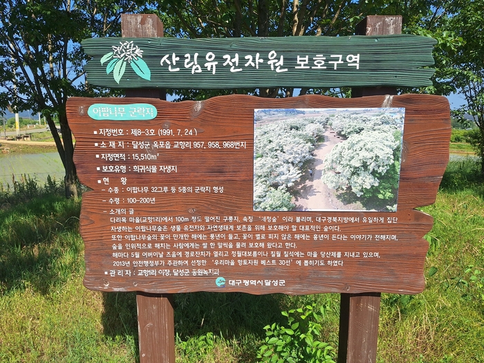 대구 달성군 옥포읍 교항리 세청숲에 설치된 산림유전자원보호구역 안내판. 이곳은 1만5천510㎡ 규모로, 이팝나무 32그루 등 5종의 수목이 군락을 이루고 있다. 강승규 기자