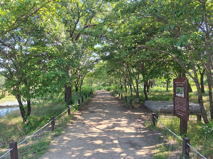 대구 달성군 옥포읍 교항리 이팝나무숲의 흙길 위로 나뭇가지가 터널처럼 드리워져 있다. 숲길 옆 안내판에는 400년 역사를 간직한 마을의 방패막이라는 설명이 적혀 있다. 강승규 기자