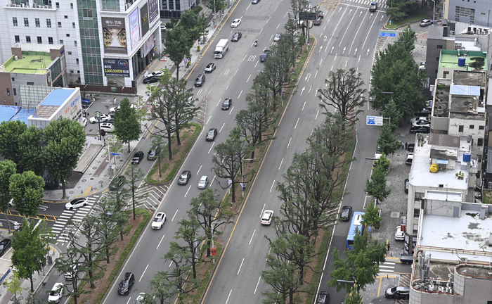 7일 오전 대구 동구 동대구로에 앙상하게 가지치기된 히말라야시다 앞으로 차량들이 이동하고 있다. 동구청은 여름 태풍과 장마를 대비해 비와 바람에 쓰러질 위험성이 높은 히말라야시다 가지치기를 실시했다.
이윤호기자 yoonhohi@yeongnam.com