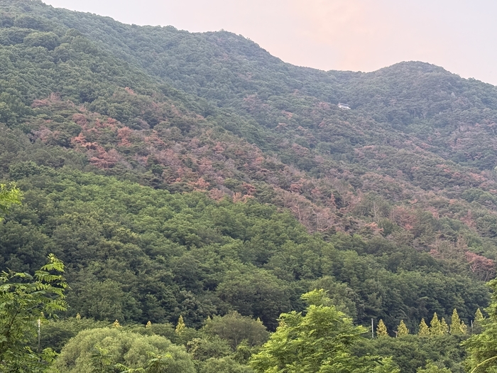 지난달 7일 경북 청도의 한 산림 인근 카페 주변 소나무들이 재선충병 피해로 붉게 고사해 있다.구경모기자kk0906@yeongnam.com