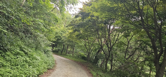 미숭산 정상으로 향하는 임도,  산악자전거 동호인들의 인기코스로도 각광받고 있는 곳이다. <석현철 기자>