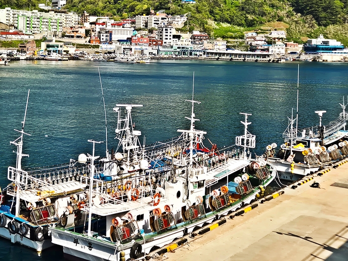 지난달 29일 오징어 잡이를 포기한 어선들이 저동항에 묶여있다. <홍준기 기자>