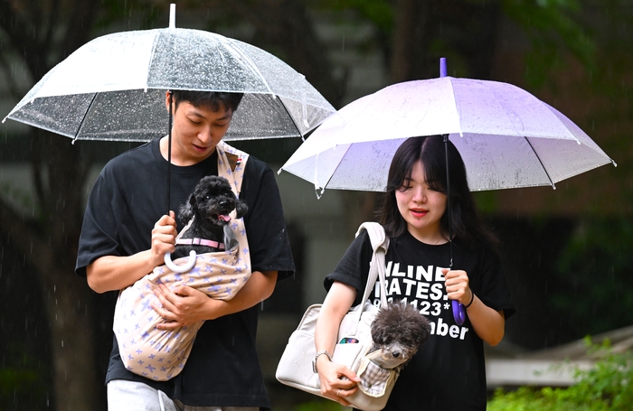 시민들이 대구 달서구 상인네거리 인근 도로에서 반려견과 함께 산책하고 있다. 영남일보 DB