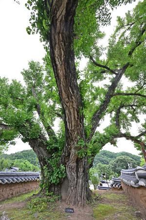 경북 영양 서석지에 있는 은행나무.