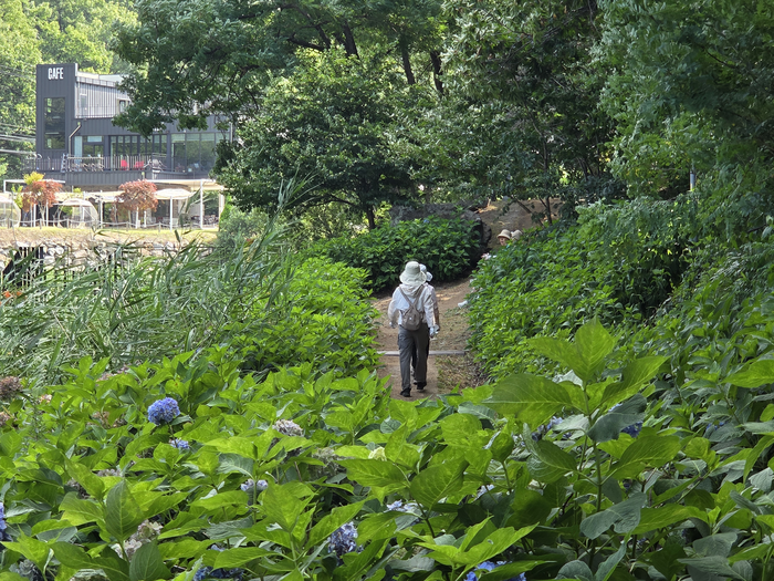 뜨거운 여름 뙤약볕이 내리쬔 15일 오전 대구 수성구 진밭골 숲길엔 여가를 즐기는 시민들이 적지 않았다. 최시웅기자